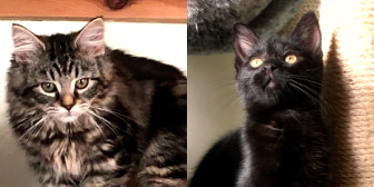 Betsy & Benjamin, from 8 Lives Cat Rescue, homed through Cat Chat