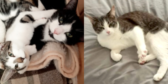 Daisy, Suzie & Missy Mischief, from Little Paws Cat Haven, homed through Cat Chat