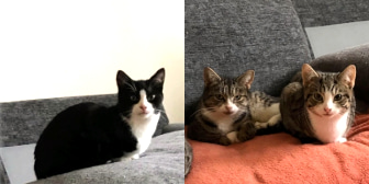 Dallas, Maisie & Memphis, from All for The Love of Paws, homed through Cat Chat
