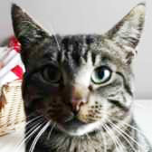 Elvis, from Cat Action Trust NE Scotland, Aberdeen, homed through Cat Chat