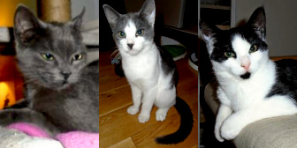 Faith, Gus & Allie, from Cat Action Trust 1997 - Ayrshire, homed through Cat Chat