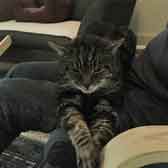 Howard, from Eight Lives Cat Rescue, Sheffield, homed through Cat Chat
