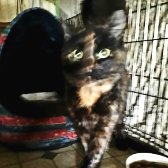 Izzy, from Ryedale & Scarborough Cats Welfare, homed through Cat Chat