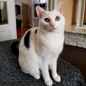 Kitty, from Pawz for Thought, homed through Cat Chat