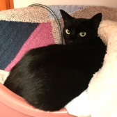 Lucien, from National Animal Trust, homed through Cat Chat