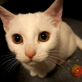 Luma, from Homeless Cat Rescue, homed through Cat Chat