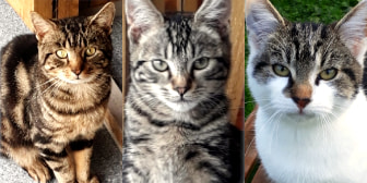 Molly, Milo, George, Snowball & Buzz, from Hollyview Animal Sanctuary, homed through Cat Chat