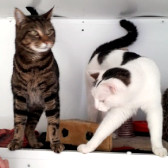Salsa & Charleston, from Maesteg Animal Welfare Society, homed through Cat Chat