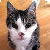 Sid, from Meows Cat & Kitten Rescue, Dagenham, homed through Cat Chat