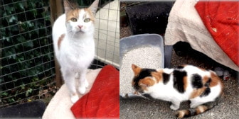 Pebbles & Snowball, from Maesteg Animal Welfare Society, homed through Cat Chat