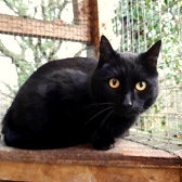Spooky, from Cat Rescue West Wales, homed through Cat Chat