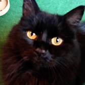 Susie, from Burton Joyce Cat Welfare, homed through Cat Chat