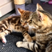 Tiger Lily & Jasmine Rose, from Star Cat Rescue, homed through Cat Chat