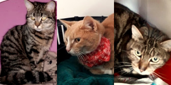 Tigger, Betty & Bertie, from Maesteg Animal Welfare Society, homed through Cat Chat