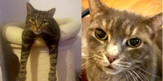 Tigger & Digby, from Lancashire Paws Cat Rescue, homed through Cat Chat
