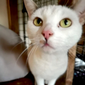 Tinkerbell, from Mansfield Cat Watch, homed through Cat Chat