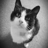 Tiny Tim, from Rotherham Rescue Rangers, homed through Cat Chat