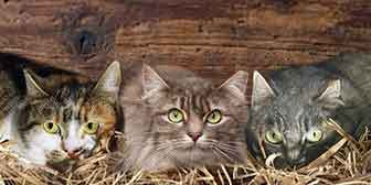 The 3 Girls, from Cat Neutering, Stratford upon Avon, homed through Cat Chat