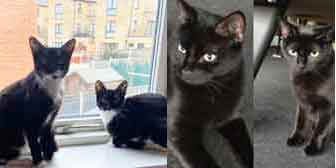 April & May, and Emily & Elizabeth, from Purrs Cat Rescue, Hornchurch, homed through Cat Chat