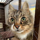 Bam Bam, from Cats In Crisis, Epsom, homed through Cat Chat