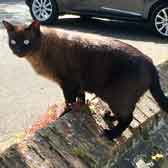 Benjen, from Stray Cat Rescue, Toddington, Beds, homed through Cat Chat