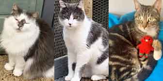 Daisy, Alfie & Poppy, from Maesteg Animal Welfare Society, Bridgend, homed through Cat Chat