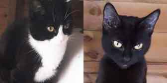 Dolly & Tilley, from Maesteg Animal Welfare Society, Bridgend, homed through Cat Chat