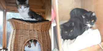 KitKat & Marble and Milo & Thomas, from Little Cottage Rescue, Luton, homed through Cat Chat