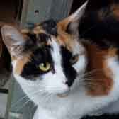 Lola, from Burton-Upon-Stather Cat Rescue, Scunthorpe, homed through Cat Chat