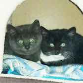 Louie & Lottie , from Cat Neutering Stratford Upon Avon, Warwickshire, homed through Cat Chat