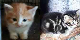 Mickey, Monty & three tabby kittens, from Ryedale and Scarborough Cats Welfare, Scarborough, homed through Cat Chat