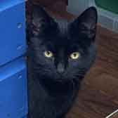 Raven, from Maesteg Animal Welfare Society, Bridgend, homed through Cat Chat