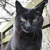 Ruby, from Pawz for Thought, Sunderland, homed through Cat Chat