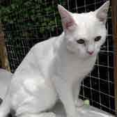 Snowy, from Maesteg Animal Welfare Society, Bridgend, homed through Cat Chat
