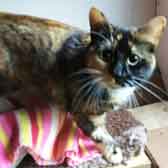 Sophie, from Burton Joyce Cat Welfare, Nottingham, homed through Cat Chat