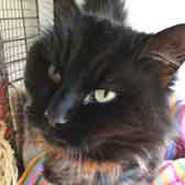 Velvet, from Burton Joyce Cat Rescue, Nottingham, homed through Cat Chat