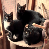Blossom, Mary & Noir, from Barnsley Animal Rescue Charity, homed through Cat Chat