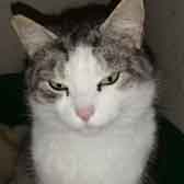 Duffer, from Whinnybank Cat Sanctuary, Newburgh, homed through Cat Chat