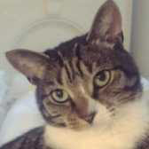 Misha, from Bushy Tail Cat Aid, Watford, homed through Cat Chat