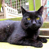 Samsung, from Pawz for Thought, homed through Cat Chat