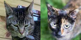 Beatrice & Coco, from Independent Cat Rescue, Manchester, homed through Cat Chat