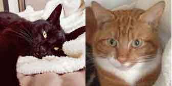 Ellie & Charlie, from Lancashire Paws Cat Rescue, Bolton, homed through Cat Chat