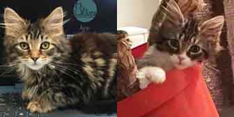 Hissy & Spitty, from 8 Lives Cat Rescue, Sheffield, homed through Cat Chat