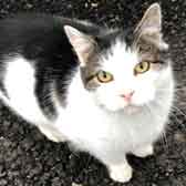 Isaac, from Burton Joyce Cat Welfare, Nottingham, homed through Cat Chat