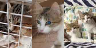 Lincoln, Lindy, Loki & Lola, from Ryedale & Scarborough Cat Welfare, Scarborough, homed through Cat Chat