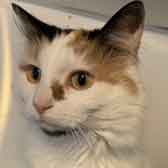 Lola, from Maesteg Animal Welfare Society, Bridgend, homed through Cat Chat