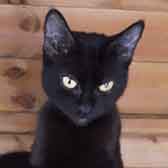 Mabel, from Maesteg Animal Welfare Society, Bridgend, homed through Cat Chat