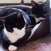 Quigley & Rafferty, from Small Pet & Cat Care, Hull, homed through Cat Chat