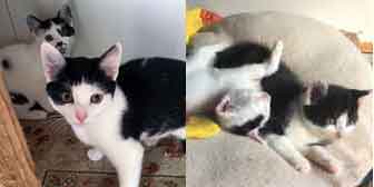 Violet, Rose and kittens, from Burton Joyce Cat Rescue, Nottingham, homed through Cat Chat