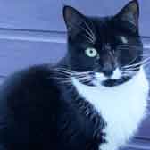 Willow, from Maesteg Animal Welfare Society, Bridgend, homed through Cat Chat